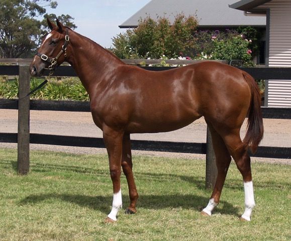 Inglis 2016 melbourne premier yearling sale lot 163, written ... Lustre bleu oriental