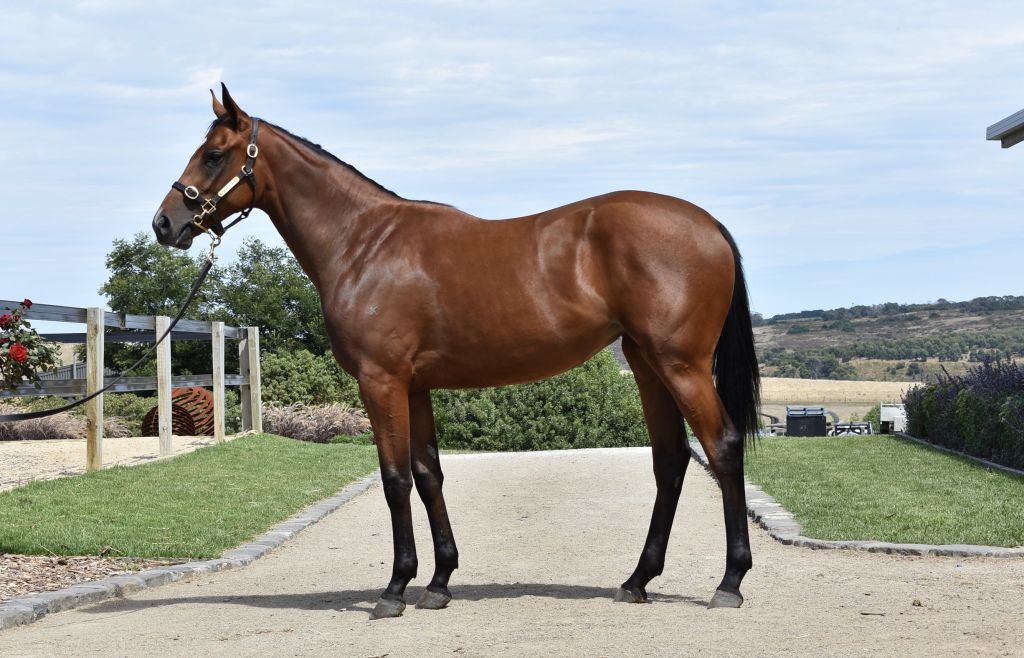 Inglis 2018 Melbourne Premier Yearling Sale Lot 524
