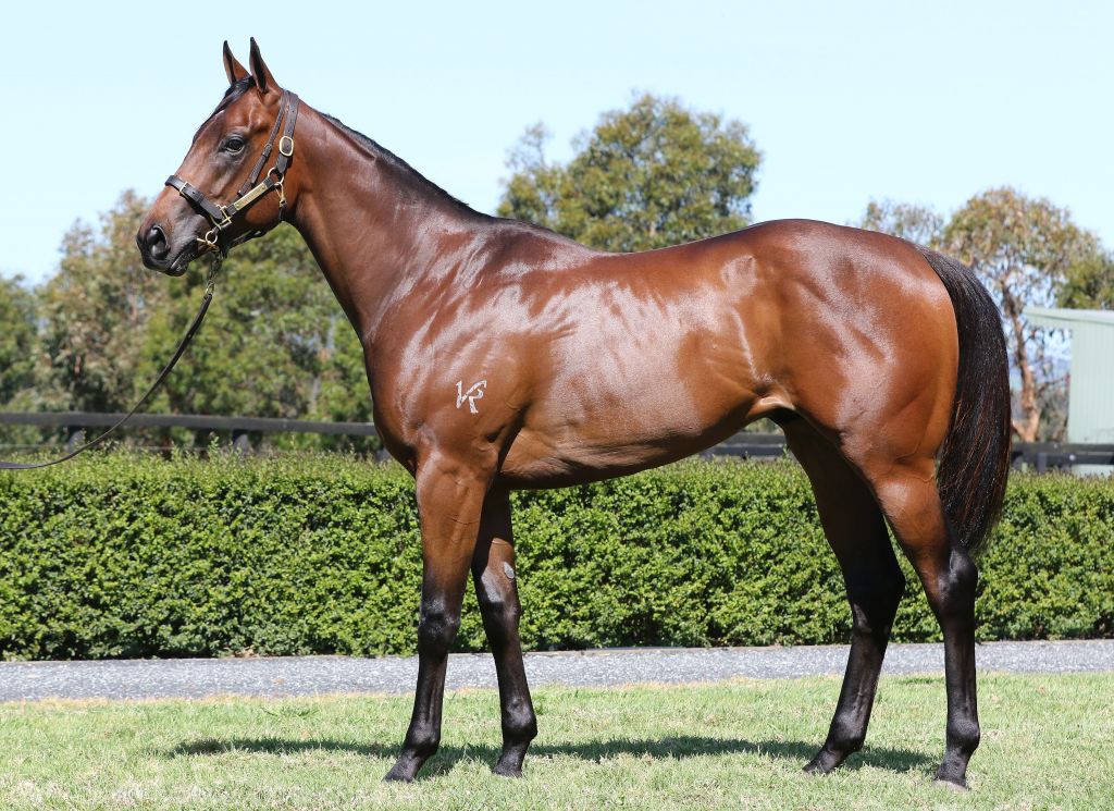 Inglis 2018 Ready 2 Race Sale Lot 141 Zoustar X Reinvent Anabaa horse page with past performances, results, pedigree, photos and videos. inglis