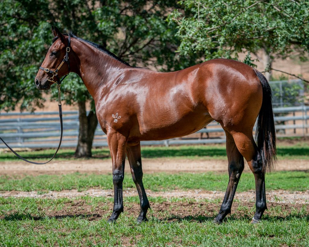 Click to view gallery