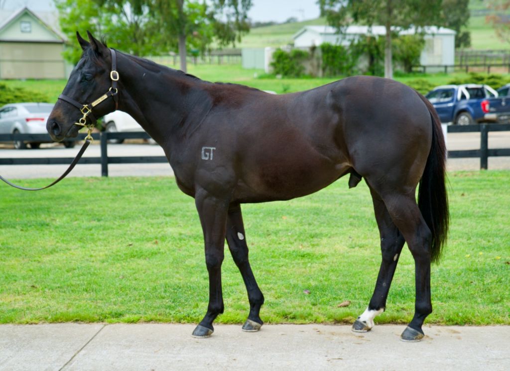 Inglis 2020 Ready 2 Race Sale Lot 115 Brazen Beau X Silent Rush
