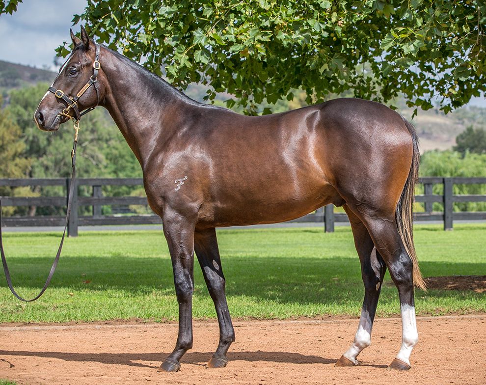 Inglis 2019 Australian Easter Yearling Sale Home - 11 b