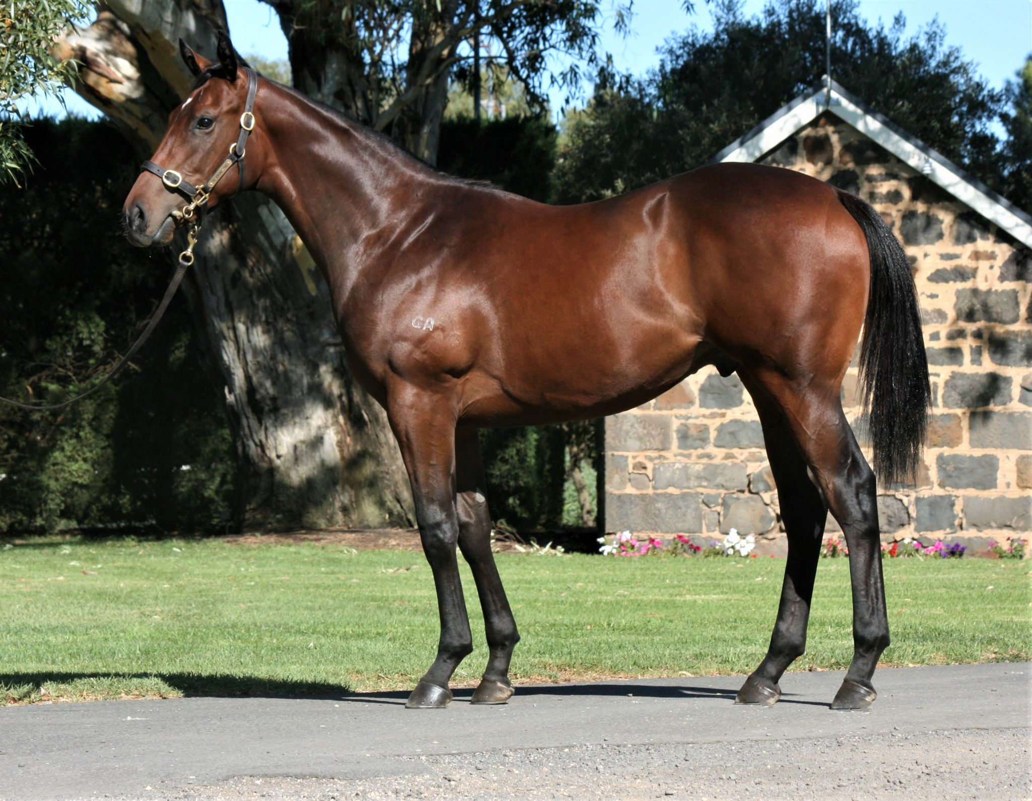 Inglis 2019 Australian Easter Yearling Sale Home - 8 b