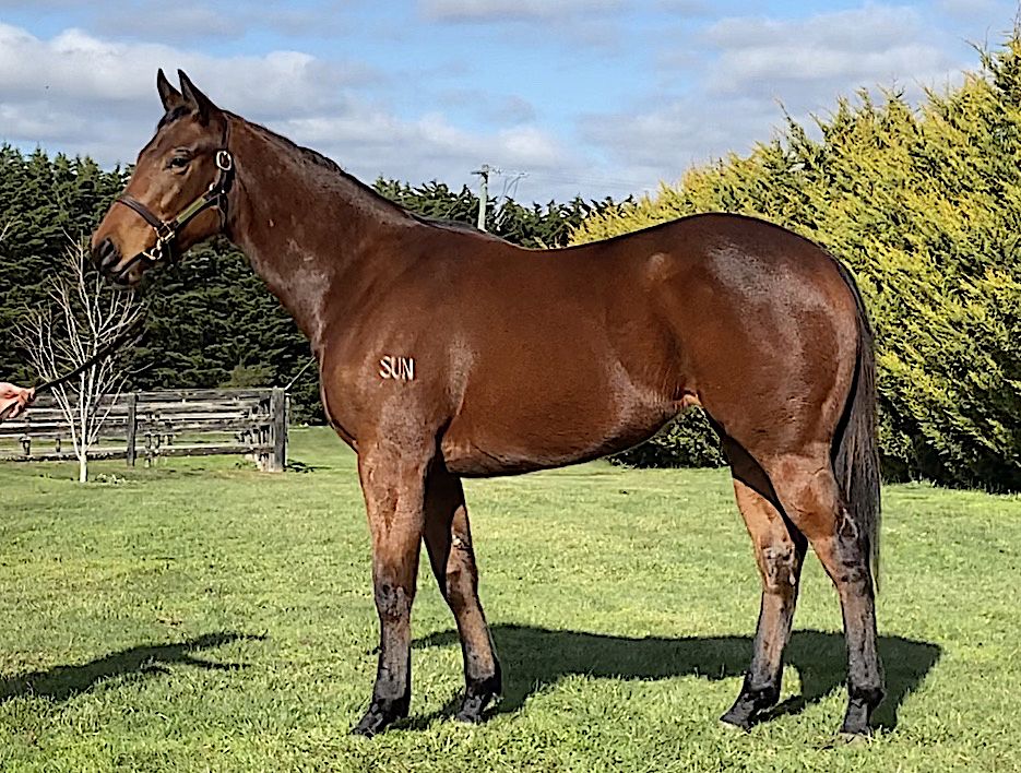 Inglis 2020 Melbourne Gold Yearling Sale Lot 5 Cable Bay Ire X Kim Classic